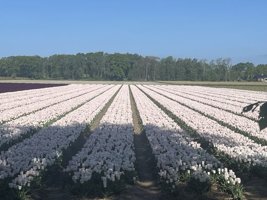 From Lisse: Keukenhof Flower Fields Bike Tour - The Itinerary in Detail