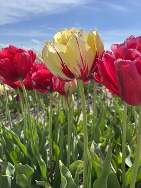 From Lisse: Landrover Tour Around Keukenhof & Flower Fields - An In-Depth Look at the Tour Itinerary