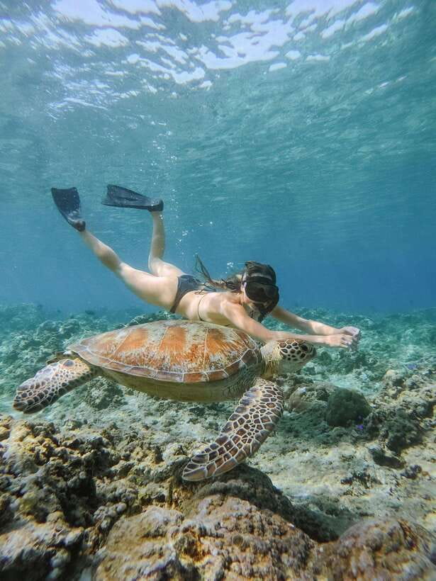From Lombok: 3 Gili Islands Private Snorkeling Adventure - What Travelers Are Saying