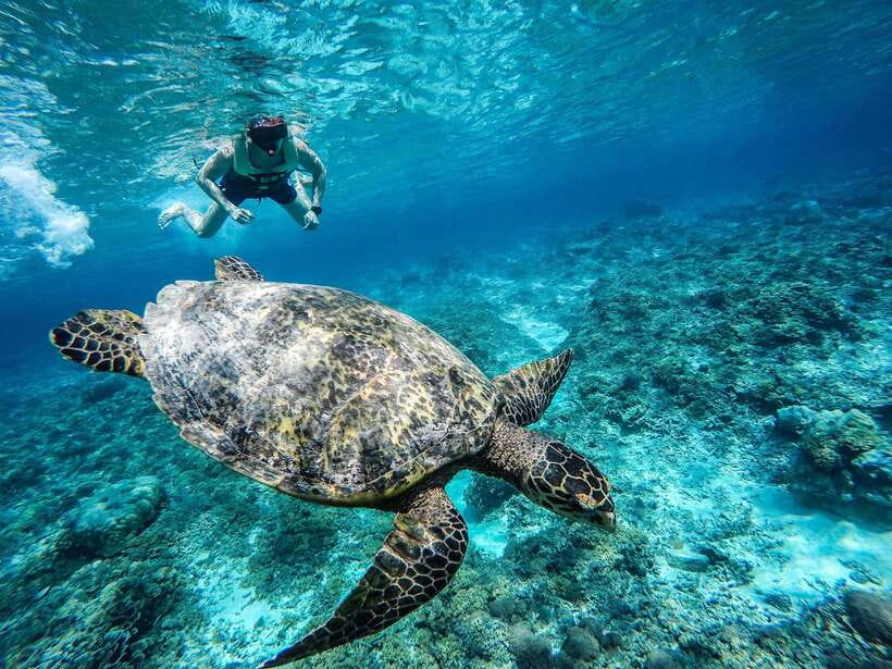 From Lombok: Gili Islands Snorkeling Day Trip - A Closer Look at the Details