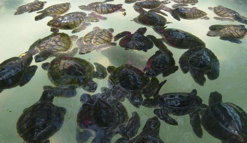 From Lombok: Private Snorkeling Trip include GOPRO shoot - What the Tour Includes and What to Bring