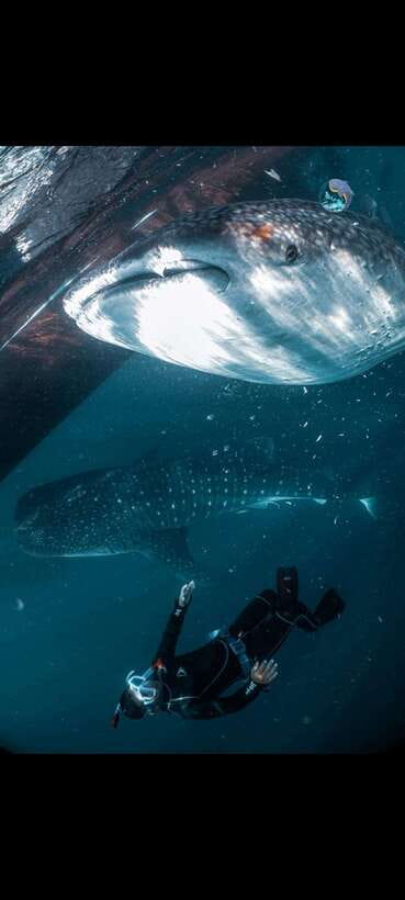 From Lombok,Sumbawa Whale Shark Tour 2D1N - The Experience — What Makes It Special