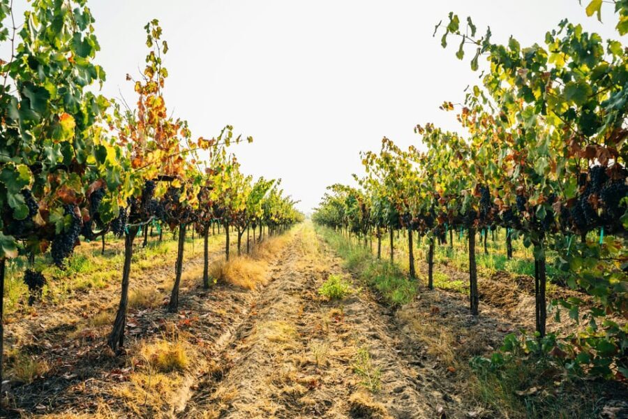 From Matera: Half-Day Wine Tour to Ginosa with Tasting - Frequently Asked Questions
