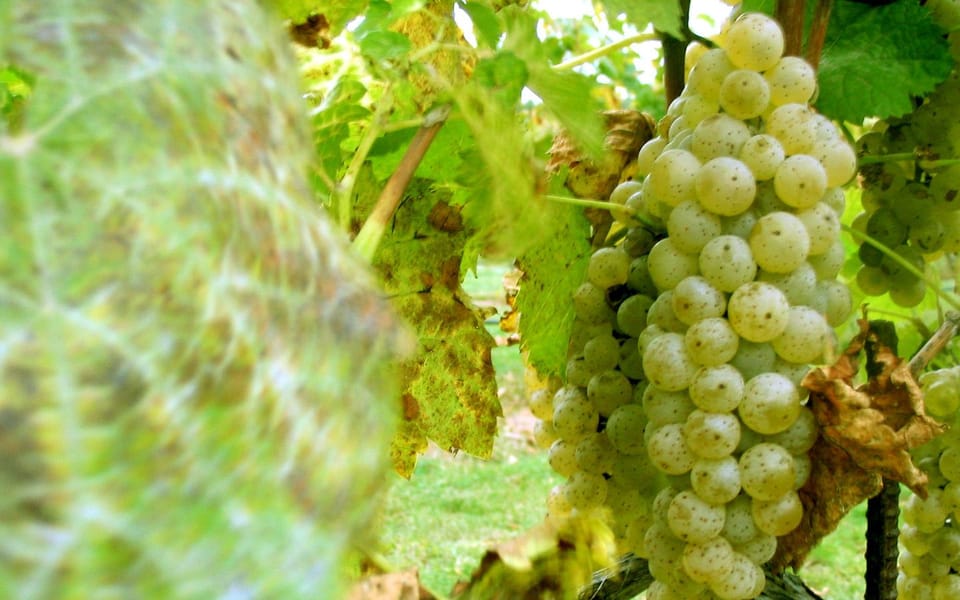 From Naples: Pompeii, Vesuvius, Wine Tasting & Light Lunch - Hiking Mt. Vesuvius: A Climber’s Dream