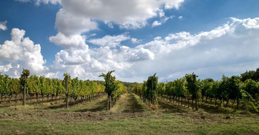From Naples: wine experience and visit of Fontanarosa - Analyzing the Cost and Value
