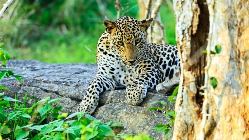 From Negombo: 2-Day Tour to Ella with Safari at Yala Park - The Yala Safari: A Wildlife Encounter