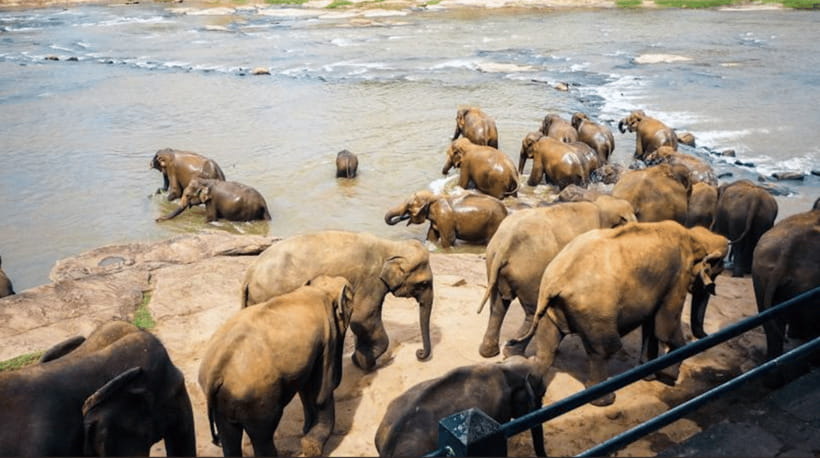 From Sigiriya: Kandy Trip with Elephant Orphanage Pinnawala - Is This Tour Worth It?