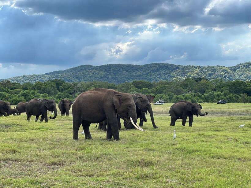 From Sigiriya: Kaudulla National Park Half-Day Jeep Safari - An Authentic Wildlife Encounter in Sri Lankas Heartland