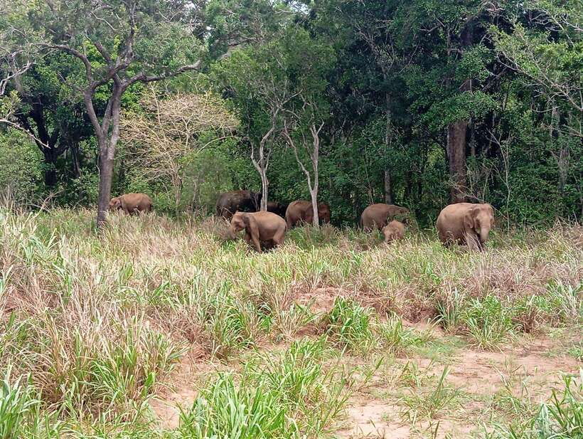 From Sigiriya: Minneriya National Park Half-Day Jeep Safari - An In-Depth Look at the Safari Experience