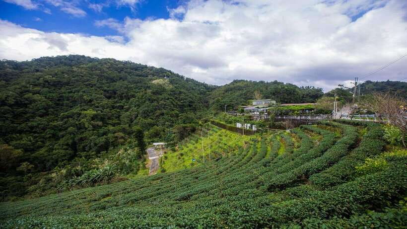 From Taipei: Thousand-Island Lake & Tea Museum Private Tour - Final Thoughts