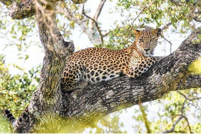 From Tangalle: All Inclusive Half Day Safari in Yala-Private - What We Think About the Price and Value