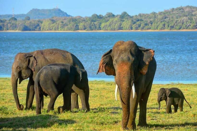 From Trincomalee : Minneriya / Kaudulla Elephant Safari - Transportation & Group Size