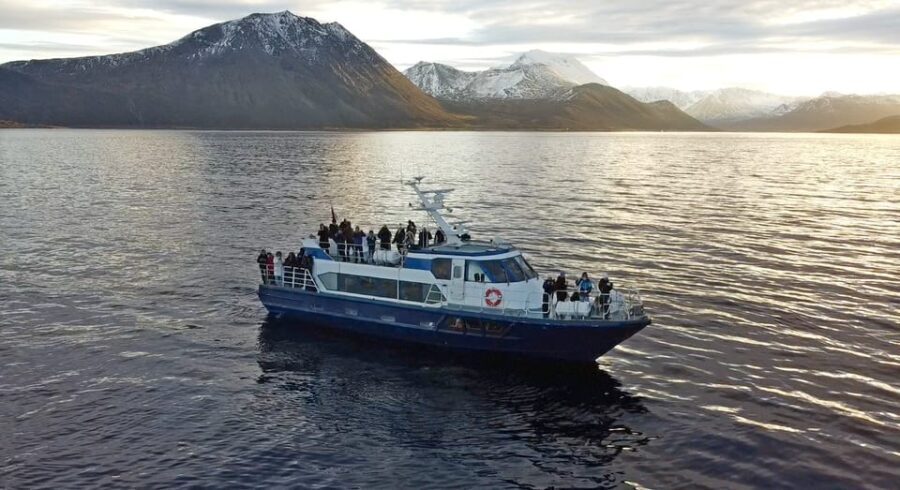 From Tromsø: All-Inclusive Whale & Orca Safari - The Itinerary Breakdown
