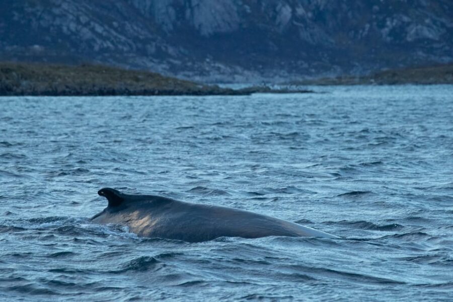 From Tromsø: Whale Watching RIB Safari at Skjervøy - The Ride to Skjervøy: A Scenic Arctic Voyage