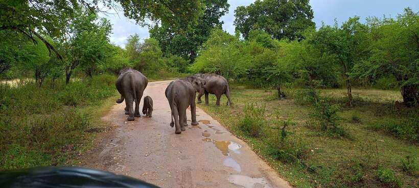 From Udawalawa : Udawalawa National Park Safari Tours - The Real Value of This Safari