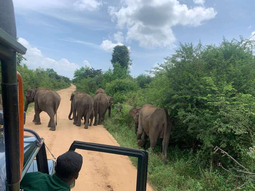 From Unawatuna: Udawalawe National Park Safari with transfer - Analyzing the Value