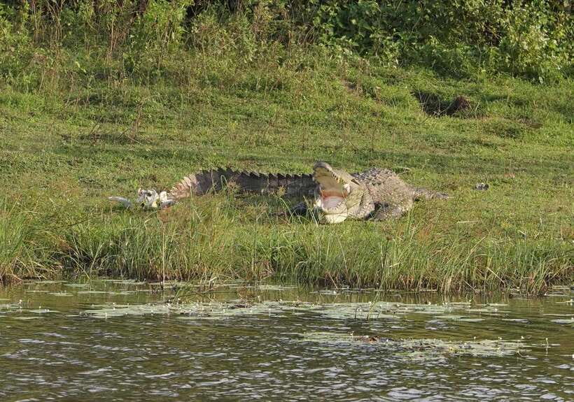 From Weligama : Udawalawa National Park Safari Tour - What Makes This Tour Stand Out?