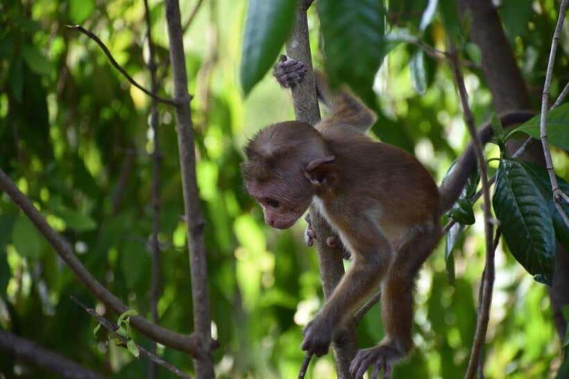 From:Mirissa/Galle/Hilkaduwa with Udawalawe safari - Who Is This Tour Best For?