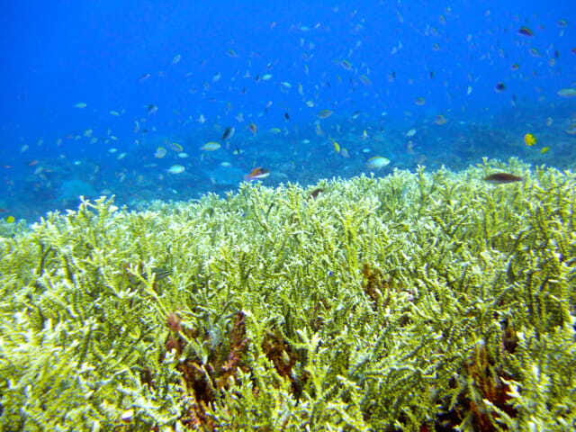 Full-Day Guided Snorkeling Tour from Kota Kinabalu - Why This Tour Offers Great Value