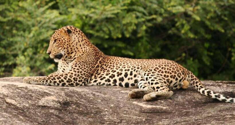 Full Day Leopard Safari at Yala and Traditional Curd Tasting - Why This Tour Offers Great Value