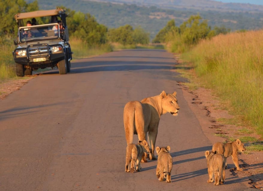 Full-Day Pilanesberg Safari from Sun City - The Itinerary: A Step-by-Step Breakdown