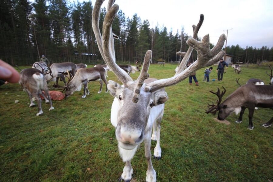 Full day: Reindeer Farm, Santa Claus Village & Husky Park - Key Points  