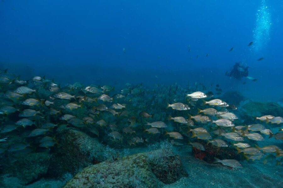 Funchal: DPV- Scooter Dive Adventure - Why This Tour Offers Good Value