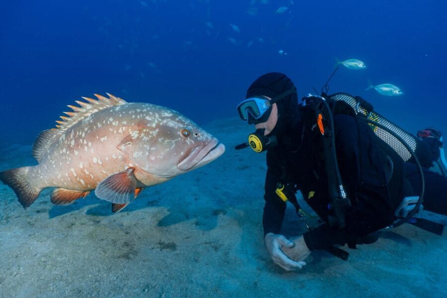 Funchal: Garajau national park - certified divers - The Itinerary Breakdown  