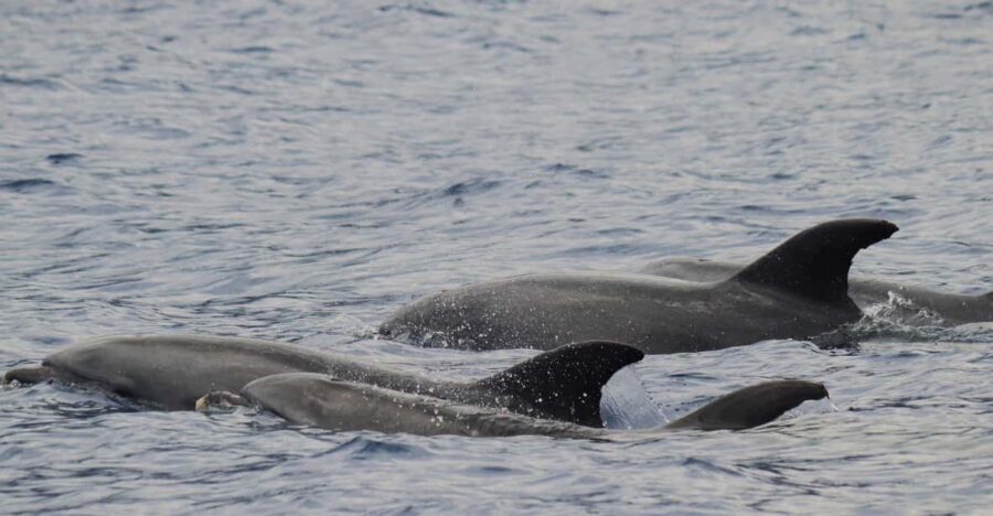 Funchal: Guarantee Wild Dolphin&Whale Watching by RIB - The Itinerary in Detail