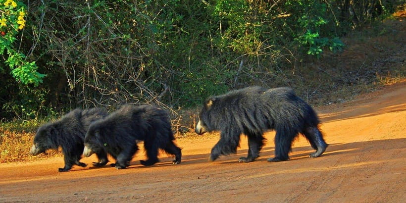 Galle/Hikkaduwa/Bentota/Kosgoda: Yala National Park Safari - What the Travelers Say