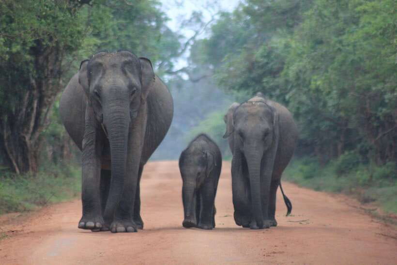 GALLE/MIRISSA/TANGALLE/HIRIKETIYA DROP to ELLA & YALA SAFARI - Key Points