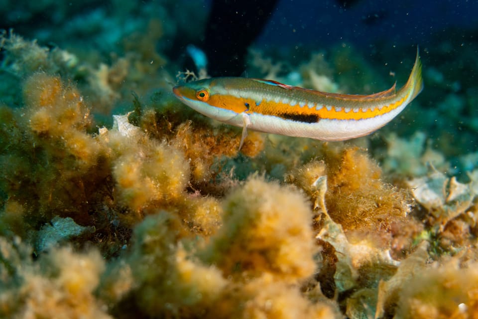Genoa: Snorkeling a Stones Throw From Downtown - Booking and Cancellation Details