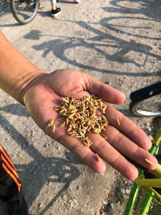 George Town: Balik Pulau Countryside Morning Cycling Tour - The Itinerary in Detail