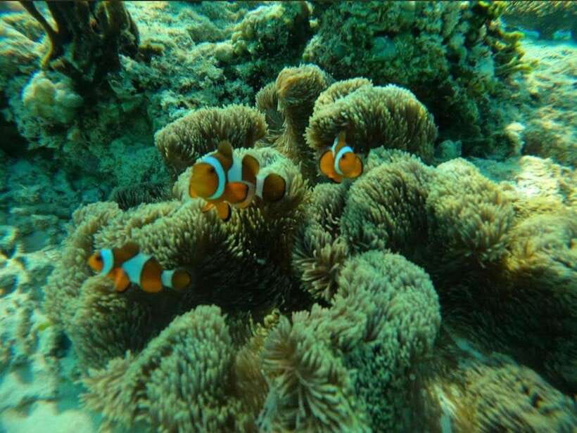 Gili Meno: Private Snorkeling 3 & 4 Spot with Gopro Camera - The Value of the Tour: What Makes It Stand Out?  