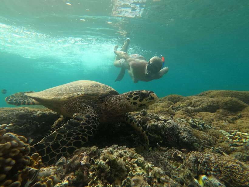 Gili Snorkeling Tour With GO PRO Documentation - What to Expect from the Gili Snorkeling Tour