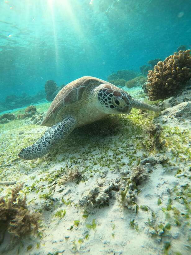 Gili T : Small group snorkeling trip - What’s Included and What’s Not