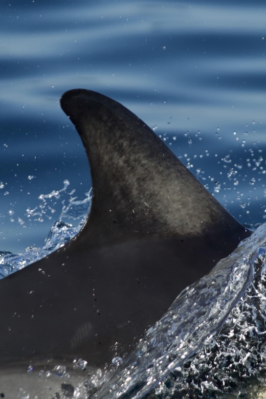 Godrevy to Hell's Mouth Boat Trip - Authentic Insights from Travelers
