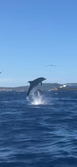 Golfo Aranci Tour SUP Paddleboard Dolphin Watching - Experience Highlights
