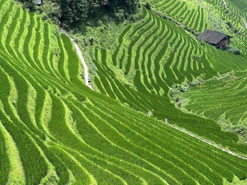 Guilin: Day tour of Longji Rice Terraces and Yangshuo - What to Expect on the Day