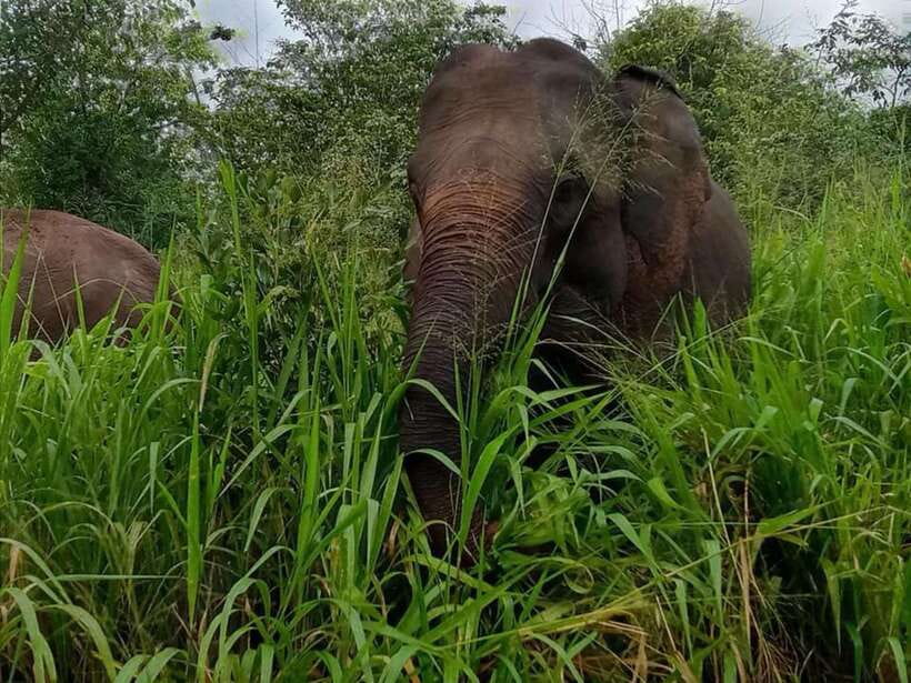 Habarana : Habarana Eco Park Elephant Safari Adventure - The Itinerary and Duration