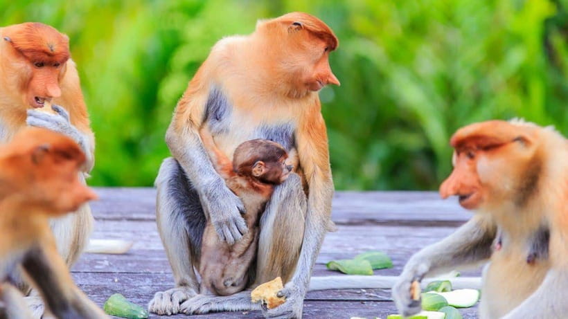Half Day Labuk Bay Proboscis Monkey Sanctuary | Sandakan - Detailed Breakdown of the Experience