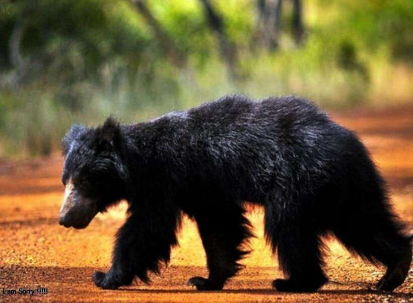 Hambantota Port: Full Day Yala National Park Safari- Private - The Main Event: Yala National Park Safari