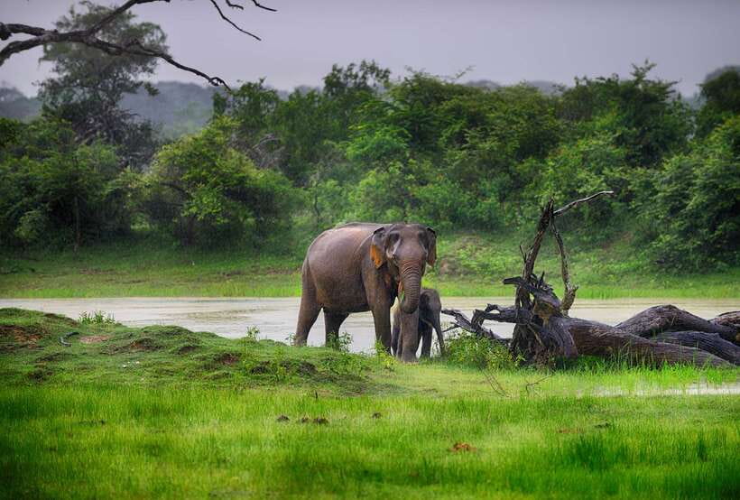 Hambantota Port: Udawalawe Safari Tour & Transit Home Visit - What to Expect and Practical Details