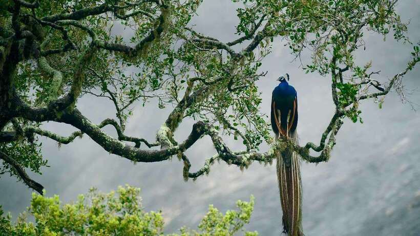 Hambantota Port: Yala National Park Safari (Shore Excursion) - What to Expect on the Safari