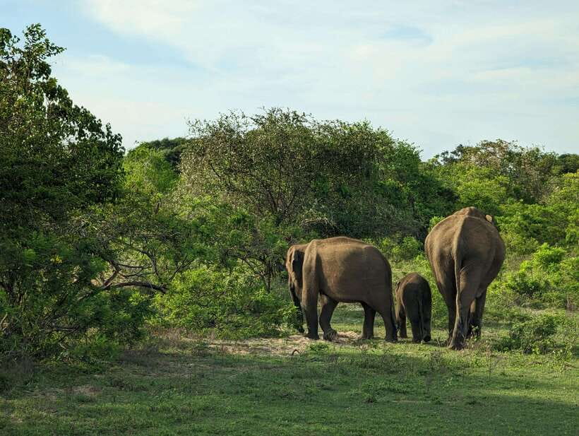 Hambantota Shore Excursion: Village and Cultural tour - Who is this tour best for?
