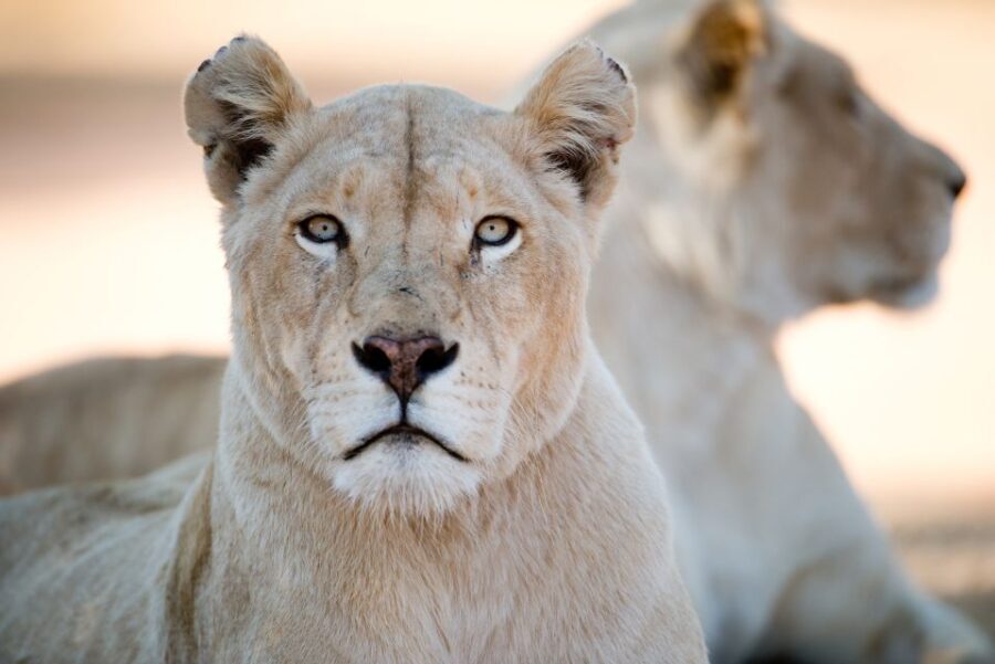 Hartbeespoort: Lion and Safari Park Tour - The Value of the Guided Safari