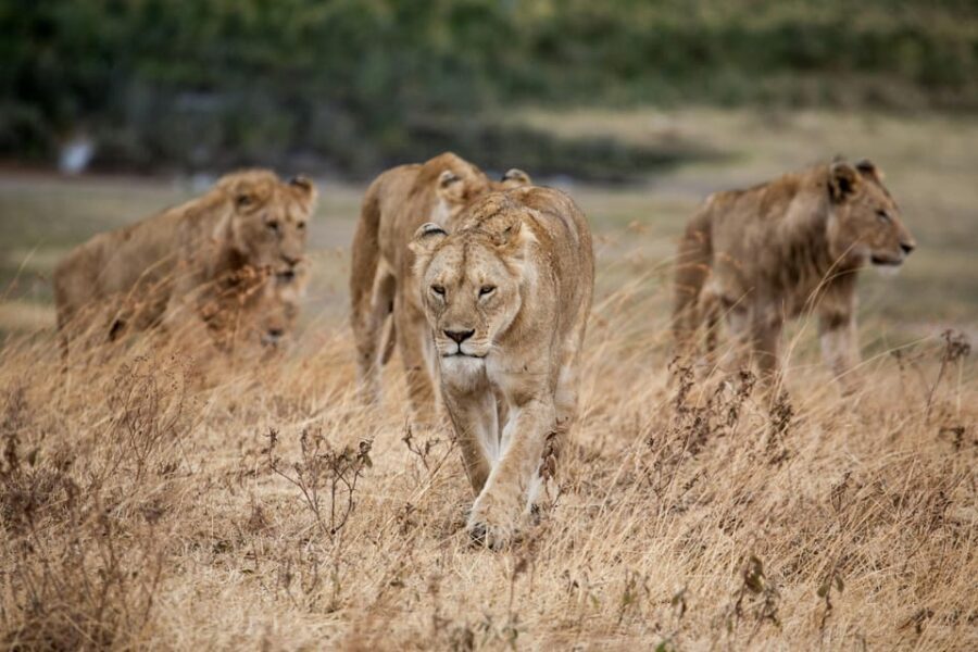 Hazyview: Kruger National Park Full-Day Safari - What Does Price and Value Look Like?