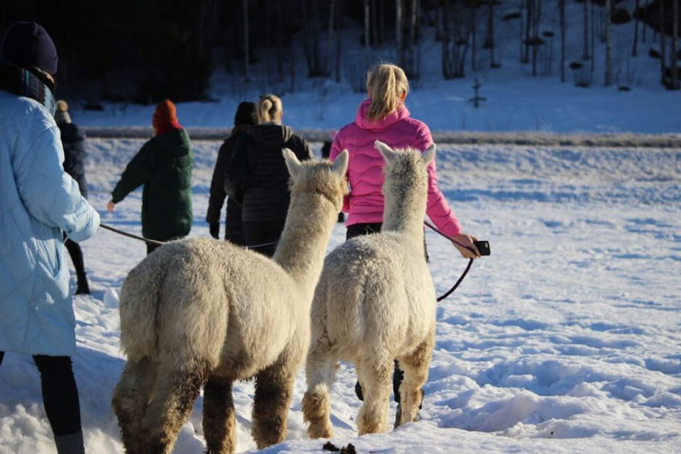 Helsinki: Alpaca Farm Tour with Guided Walk (private) - Authentic Experiences and Guest Perspectives