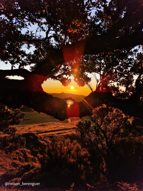 Hike in Fanal in a different way - Discovering the Mystical Forest of Fanal