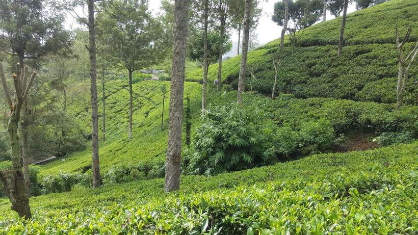 Hikkaduwa/Galle/Weligama/Mirissa: Day Trip to Ella Highlands - What This Tour Means for You